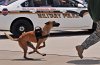 K-9 DSC_7851.jpg